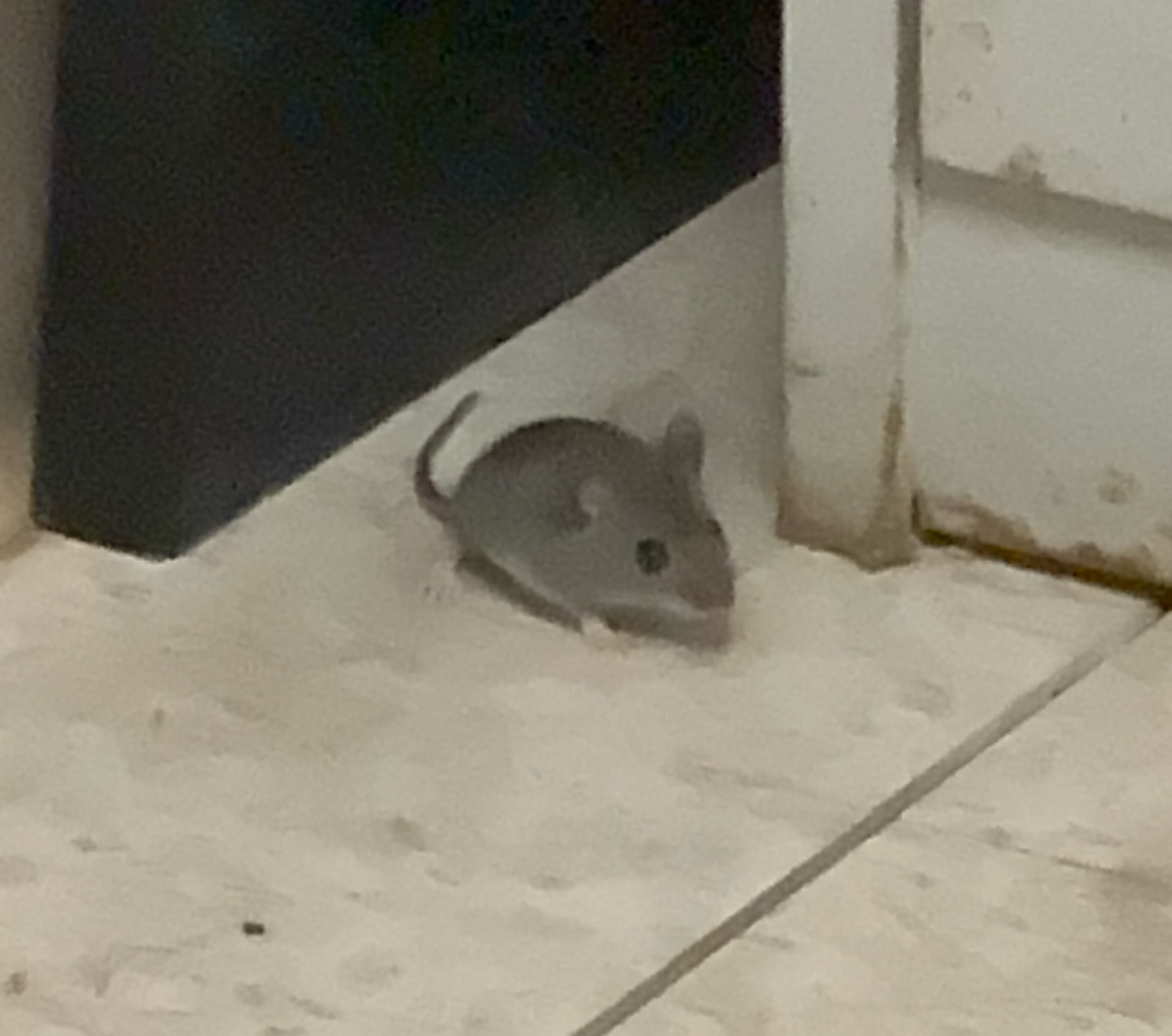 Vermin infest the area. This is a squad room